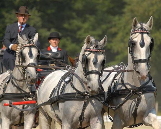 Le haras national du Pin