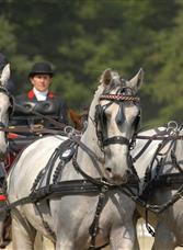 Le haras national du Pin