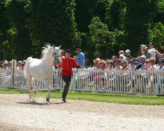 Le haras national du Pin